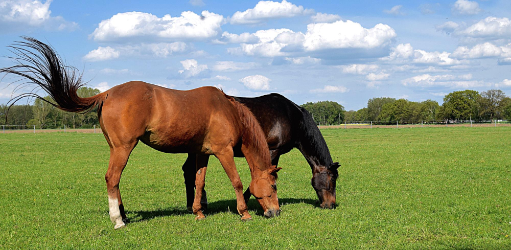 Lire la suite à propos de l’article Equigood digestion ESC ⇒ friandise et bien-être digestif du cheval