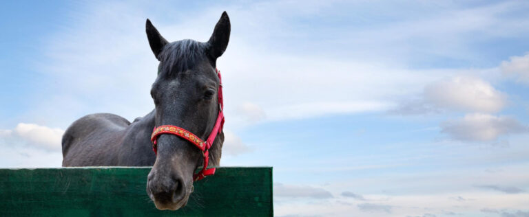 Lire la suite à propos de l’article Jeu culture cheval « Si j’étais propriétaire »