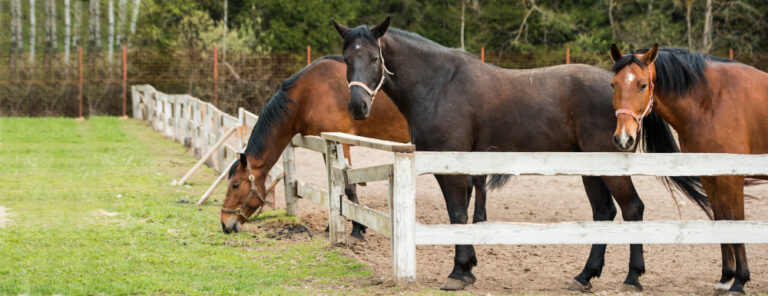 Lire la suite à propos de l’article Horse calcifort ESC ⇒ ossification et recalcification cheval