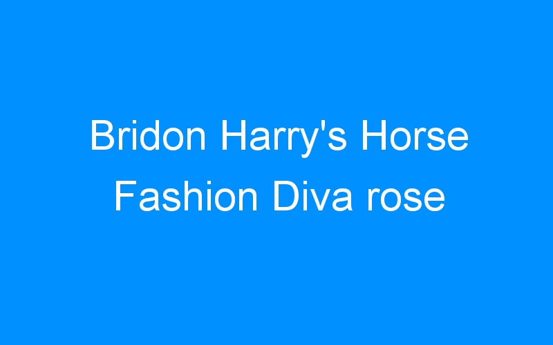 You are currently viewing Bridon Harry’s Horse Fashion Diva rose